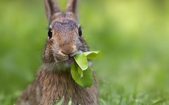 Tavşan Beslenmesi