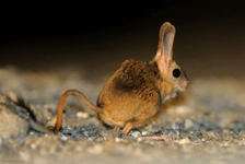 Arap Tavşanı Türleri ve Özellikleri