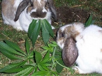 Ev Tavşanı Türleri ve Özellikleri