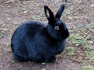 Siyah Tavşan Türleri ve Özellikleri