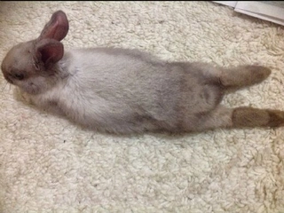 Tavşan Kuyruğu Özellikleri ve Faydaları Nelerdir?