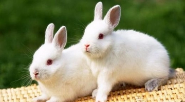 Rüyada Tavşan Kesmek Rüya Yorumu ve Anlamı