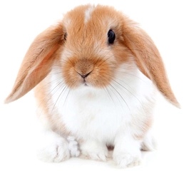 Tavşan Kulağı Özellikleri ve Faydaları Nelerdir?