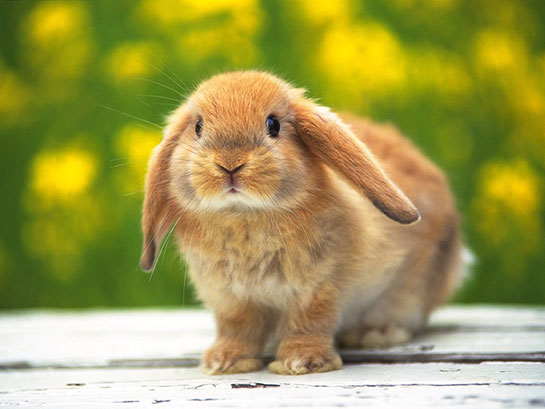Büyümeyen Tavşan
